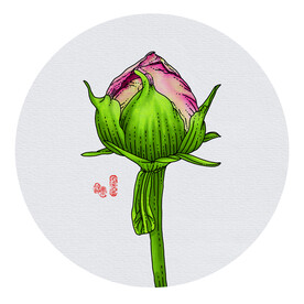 芍药