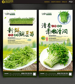 豌豆苗