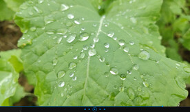 雨珠
