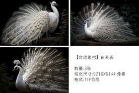 白孔雀
