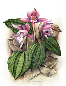 独花兰