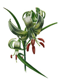 绿花百合