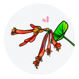 金银花