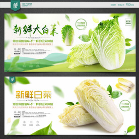 白菜