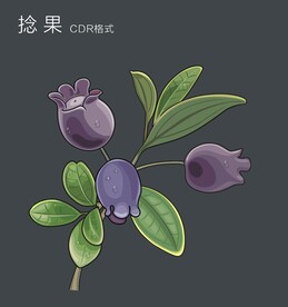 广西野果 捻果