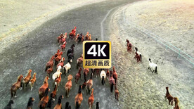 草原上奔驰的马群