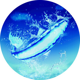 海底世界 海豚