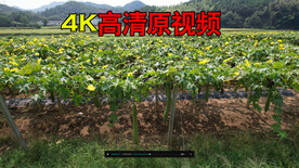 丝瓜架