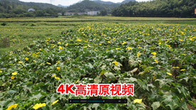 丝瓜种植基地 