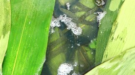 煮粽子