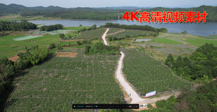 蓝莓基地航拍