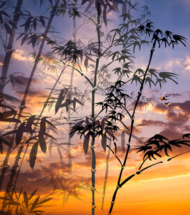 夕阳 竹林