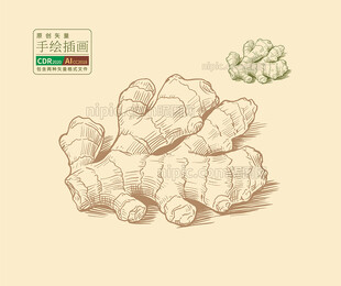 手绘生姜矢量图