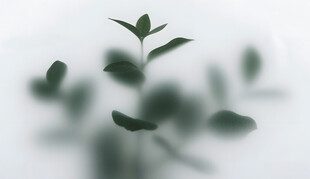 雾气磨砂膜效果绿植贴图