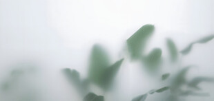 雾气磨砂膜效果绿植贴图