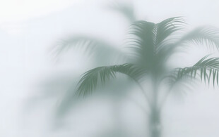 雾气磨砂膜效果绿植贴图