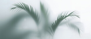 雾气磨砂膜效果绿植贴图