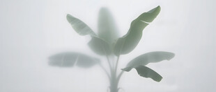 雾气磨砂膜效果绿植贴图