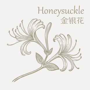 手绘金银花植物图案