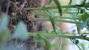 辣椒苗 嫩绿植物茎干特写