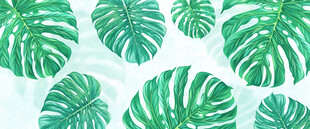 热带雨林绿植雾气模糊背景