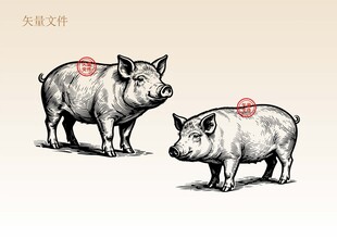 手绘猪插画