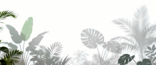 雾气磨砂膜效果绿植贴图