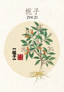 栀子