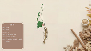 传统中药材之美防己