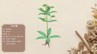 中草药红大